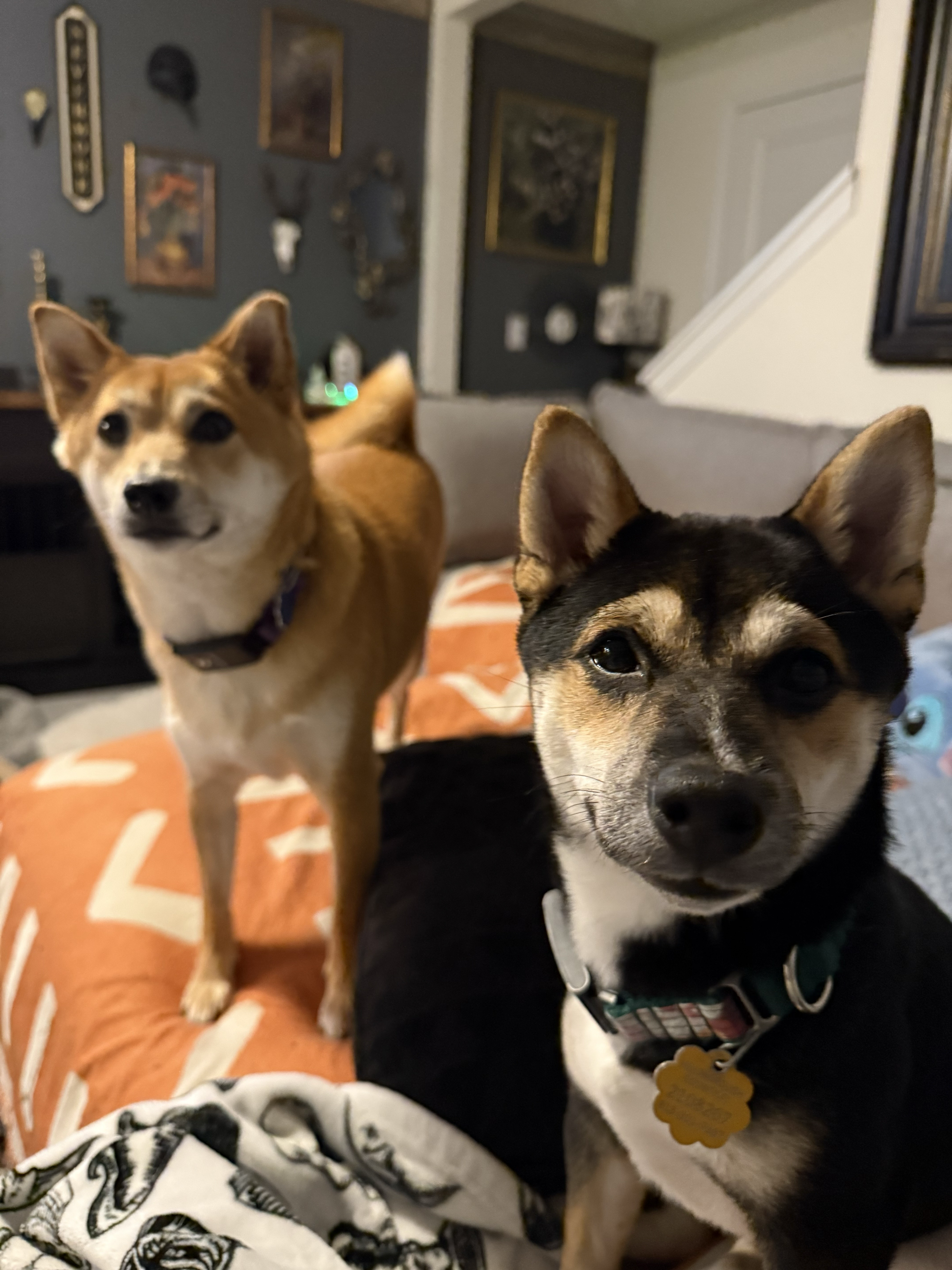 Sage and Yume at home