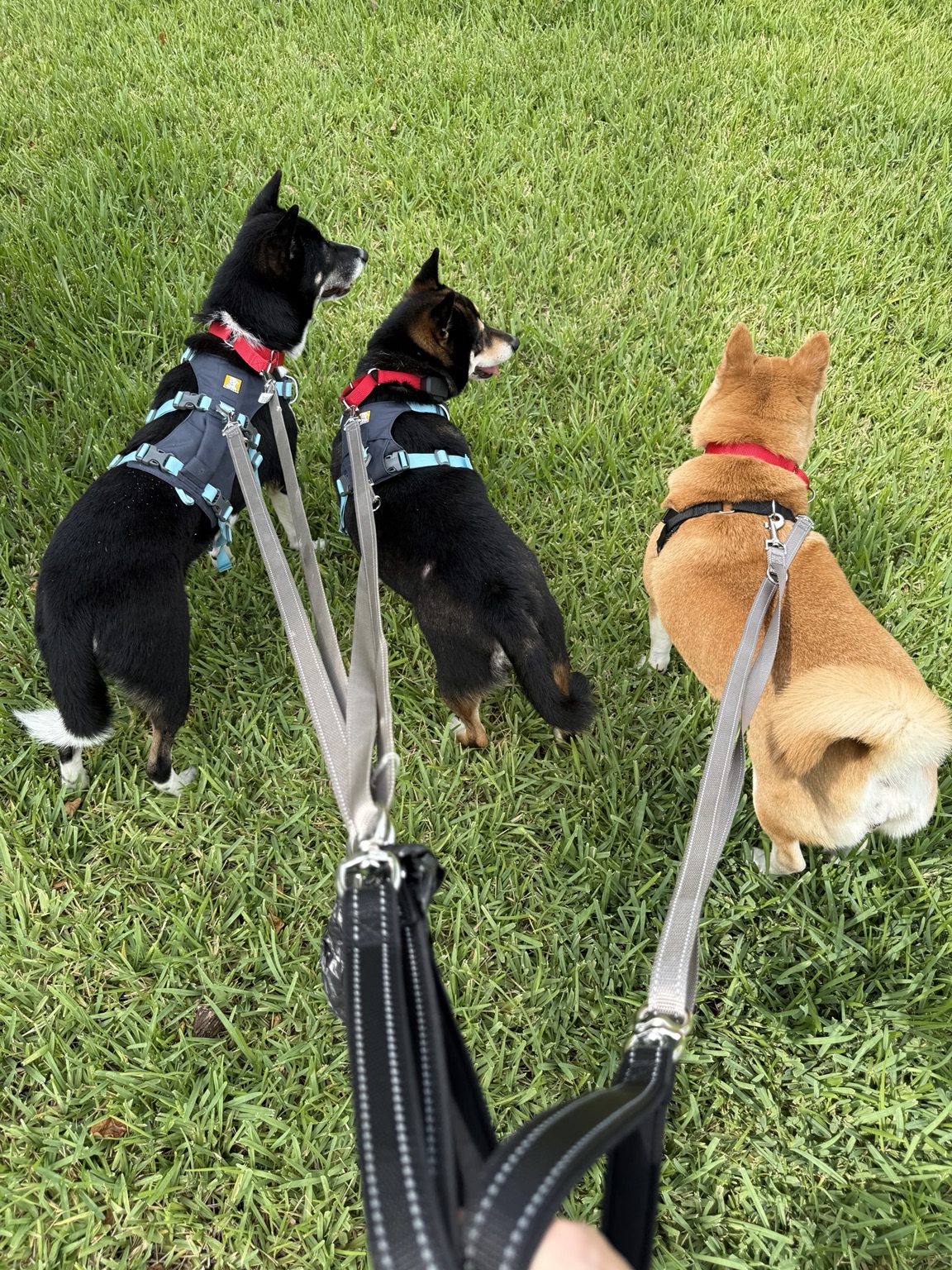 Kuro walking with two other Shiba Inu