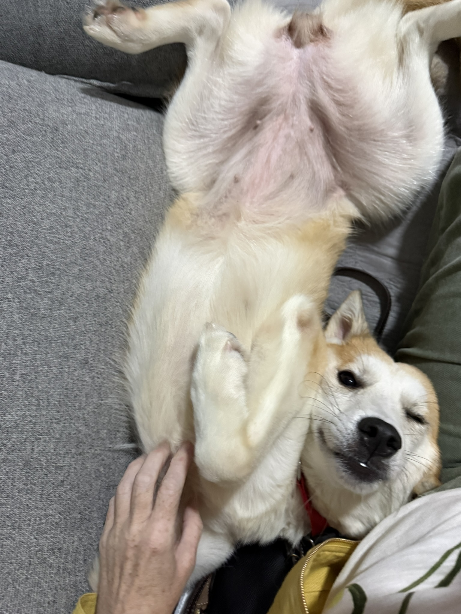 Miso enjoying a belly rub