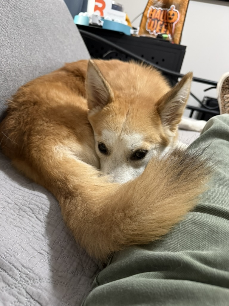 Miso curled up beside a person