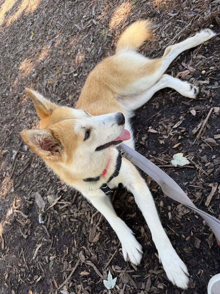 Miso relaxing outside on leash