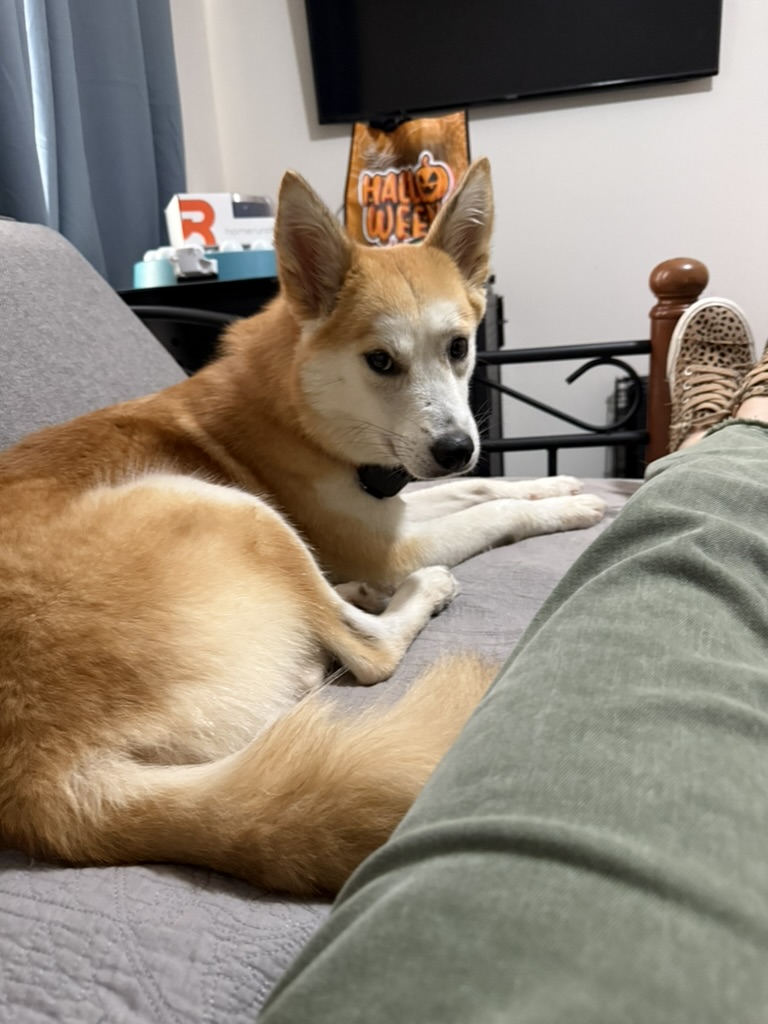 Miso relaxing near her person
