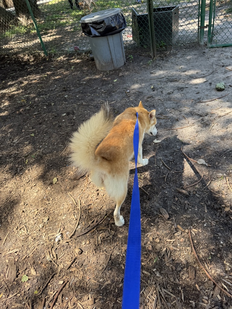 Miso walking outside on leash