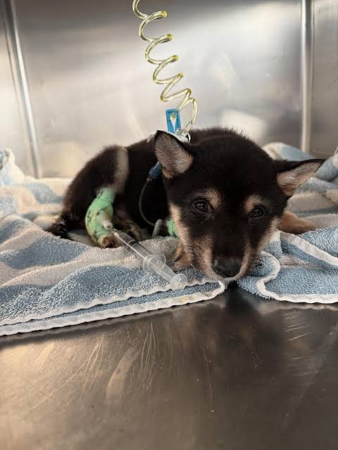 Parvo-positive black Shiba Inu puppy receiving supportive care